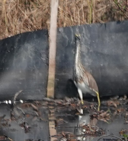 アカガシラサギ - ML646506880