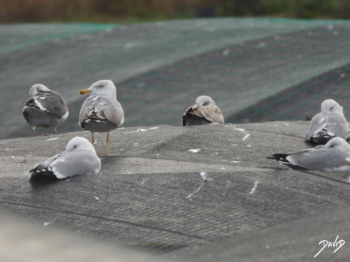 キアシセグロカモメ - ML646506881