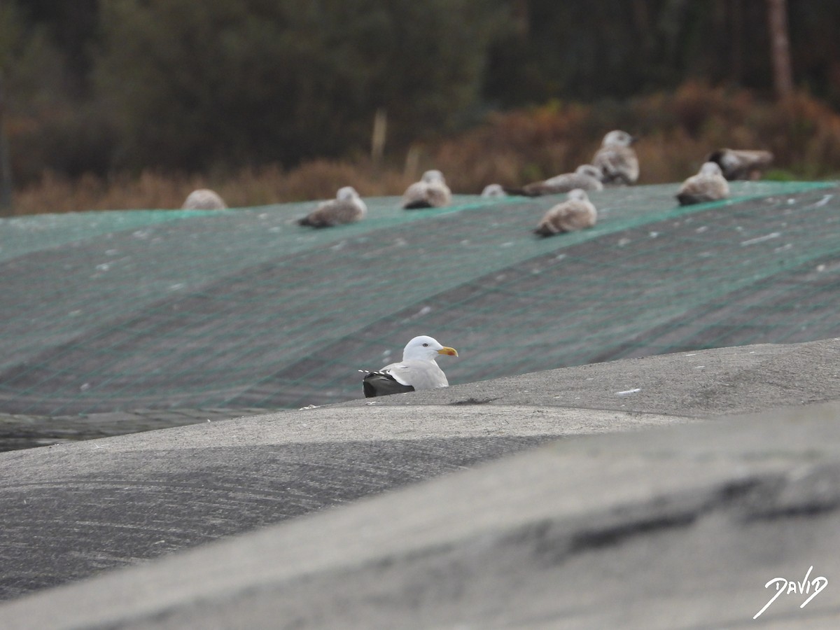 キアシセグロカモメ - ML646506882