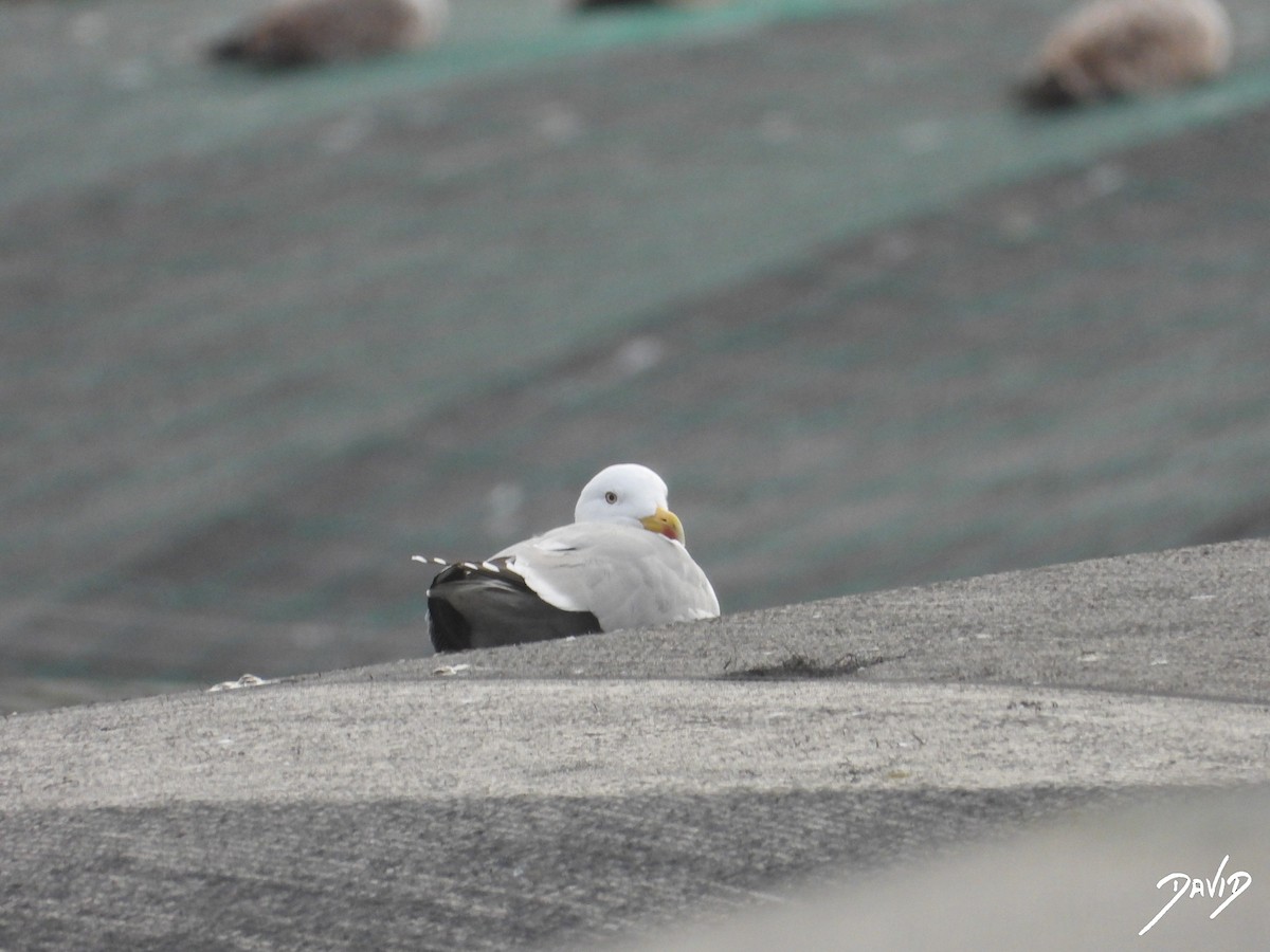 キアシセグロカモメ - ML646506883