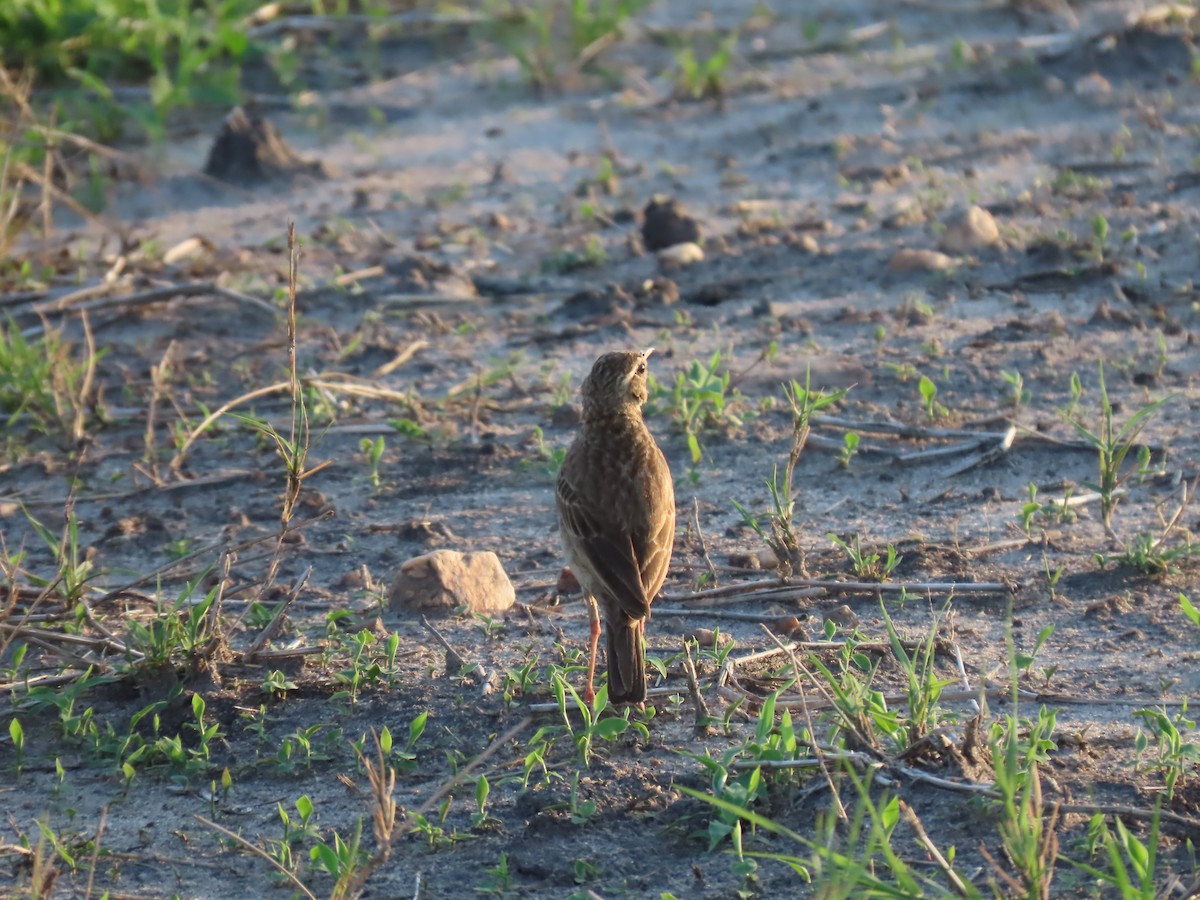 アフリカマミジロタヒバリ - ML646506884