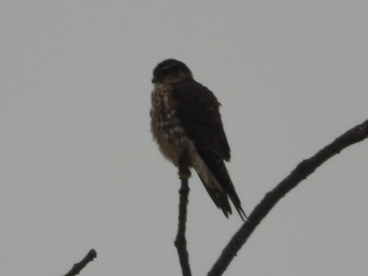 コチョウゲンボウ - ML646506886