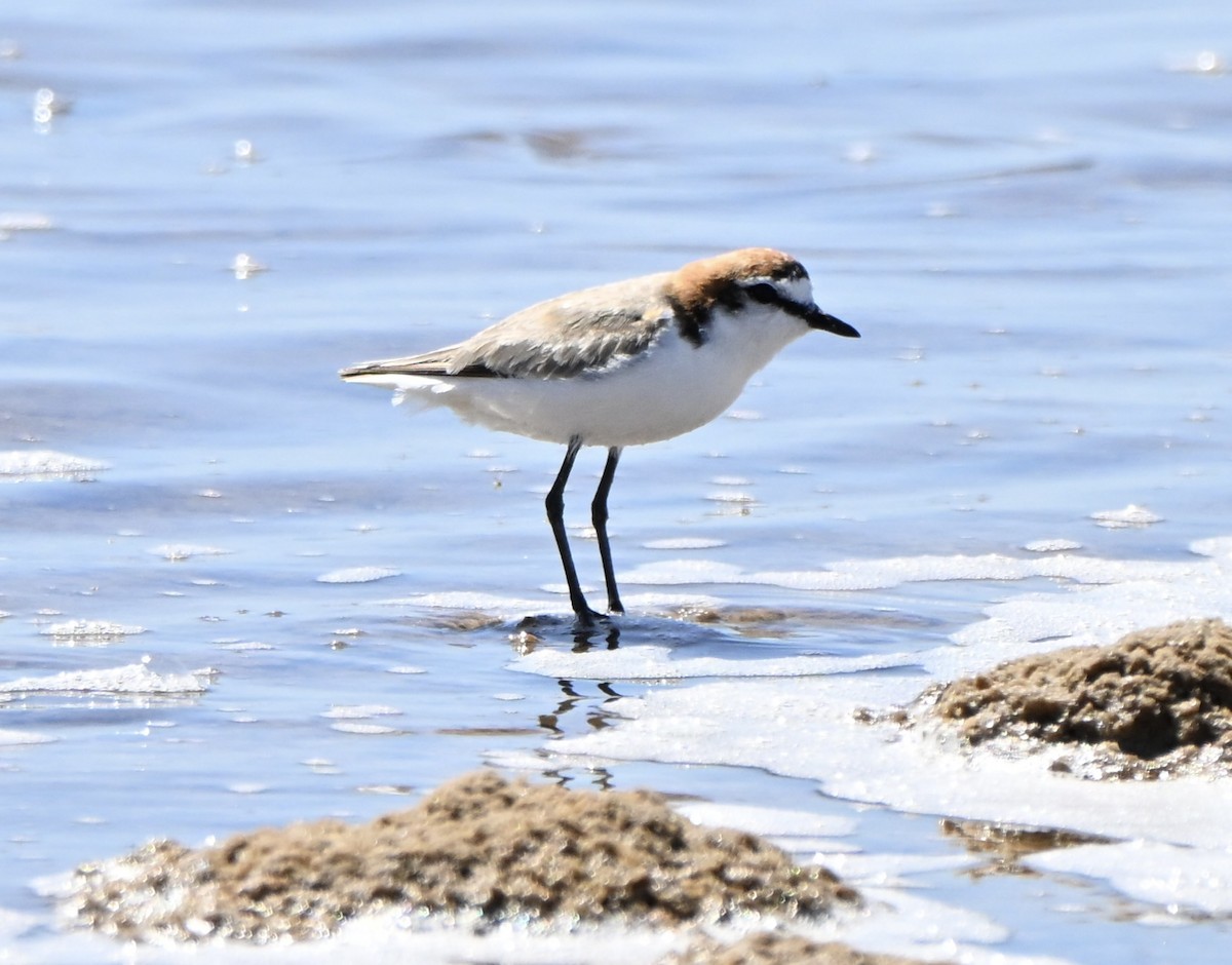 アカエリシロチドリ - ML646506887