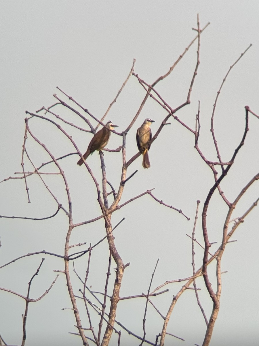 メグロヒヨドリ - ML646506888