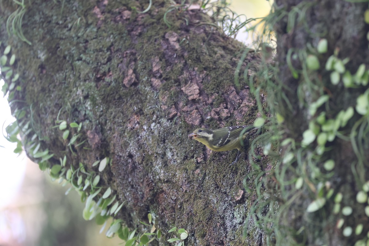 キバラガラ - ML646506891