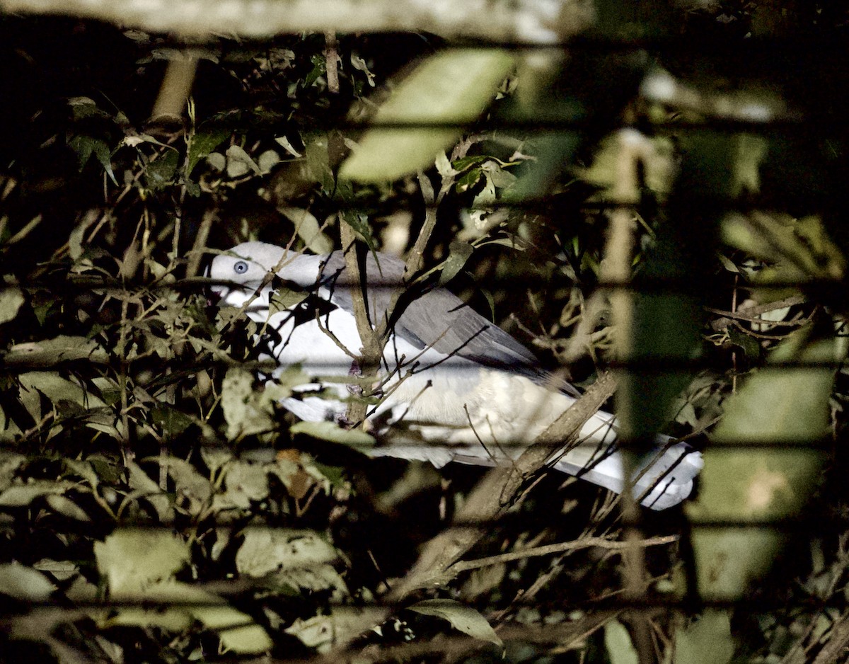 ヤマミカドバト - ML646506892