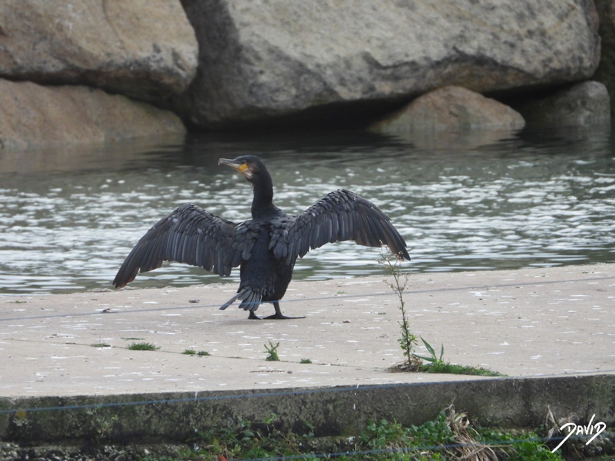 カワウ - ML646506893