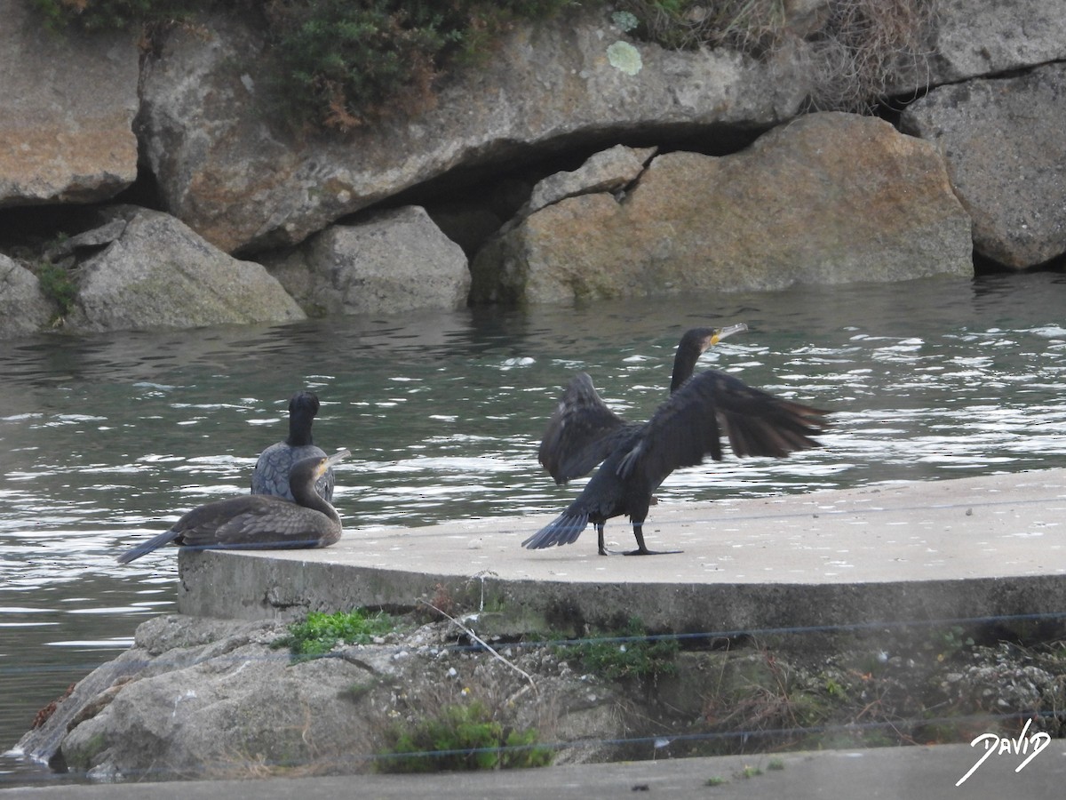 カワウ - ML646506894