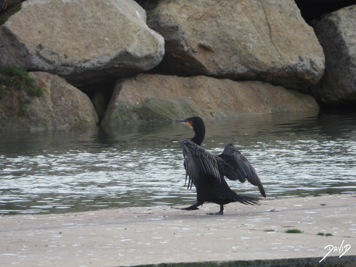 カワウ - ML646506895