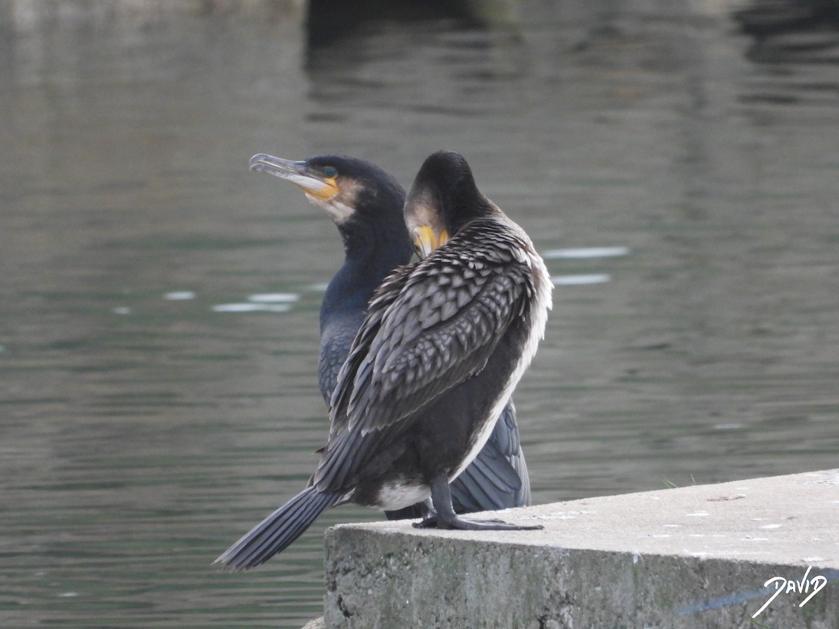 カワウ - ML646506896