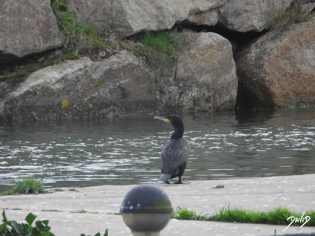 カワウ - ML646506897