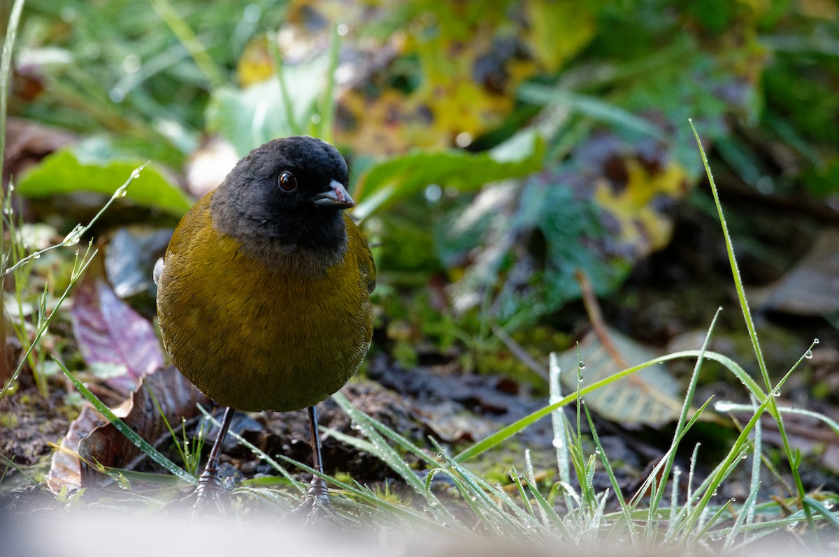 オオアシシトド - ML646506898