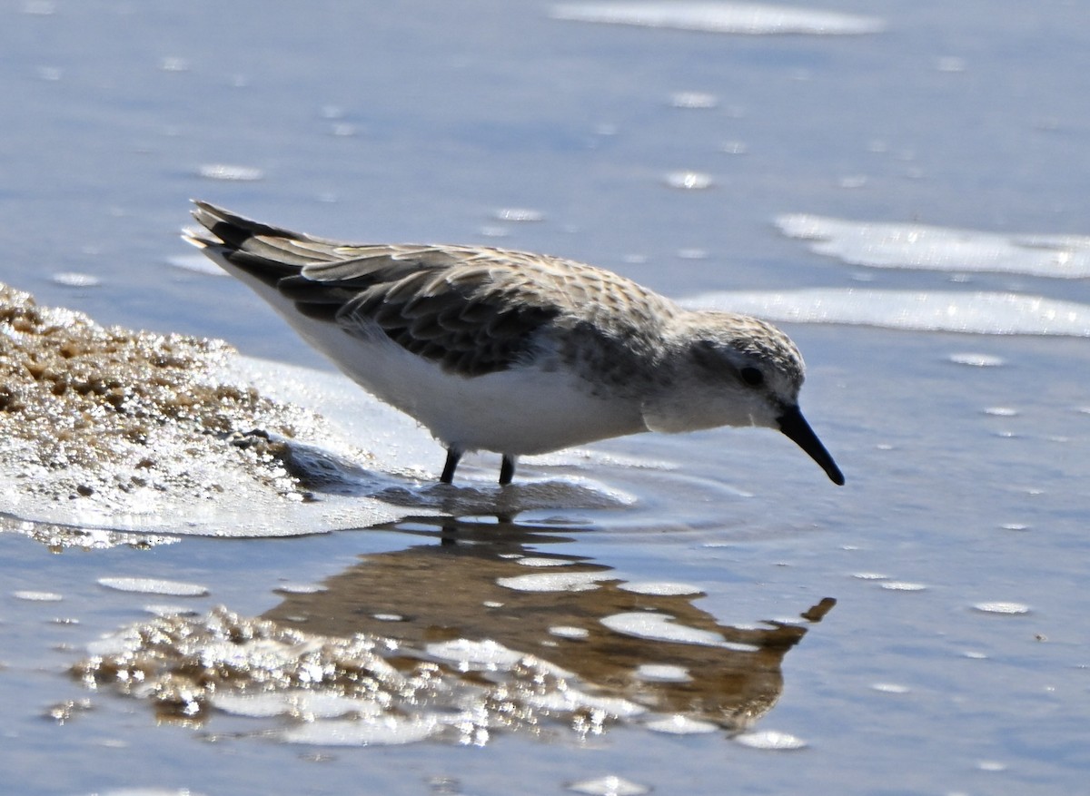 トウネン - ML646506899