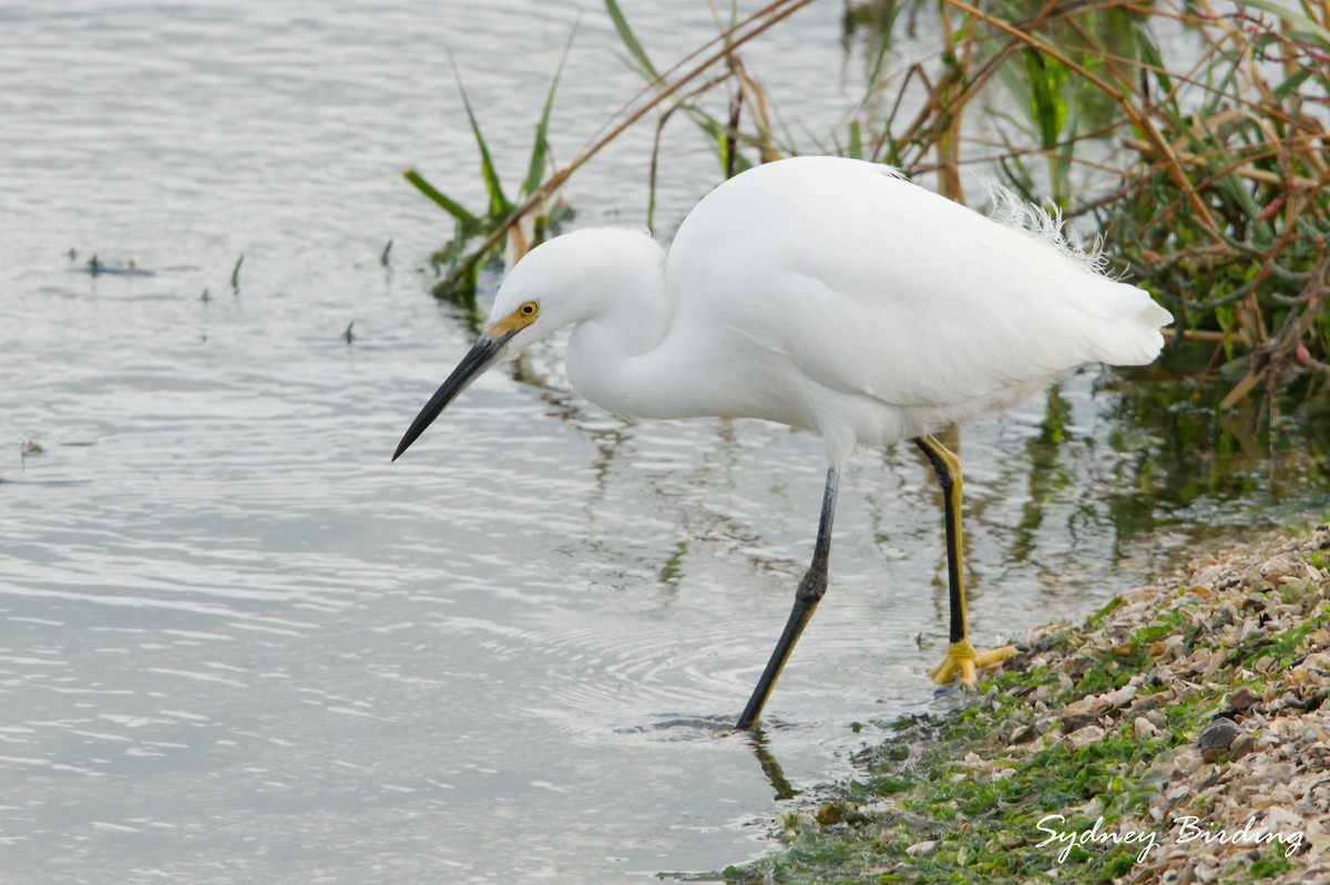 ユキコサギ - ML646506900