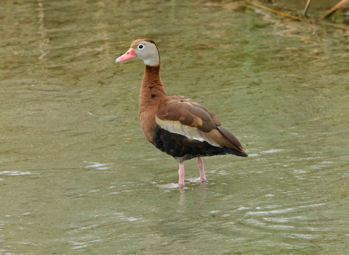 アカハシリュウキュウガモ - ML646506901