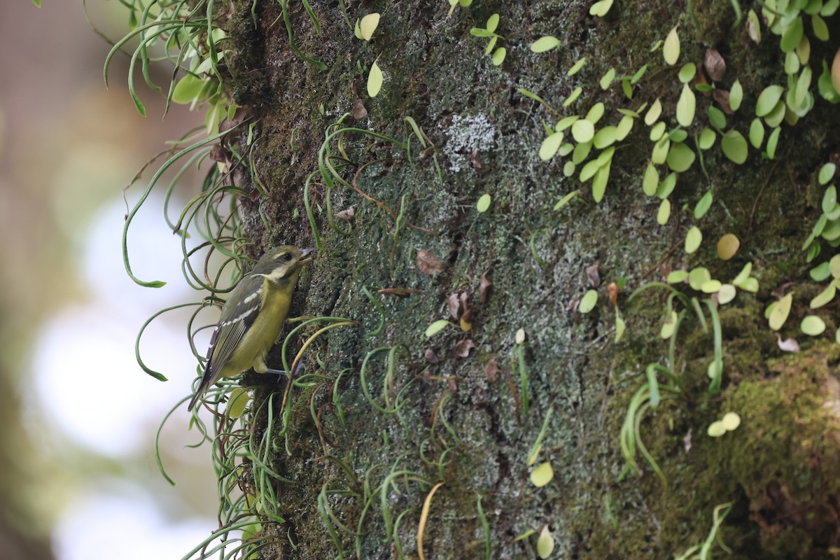 Yellow-bellied Tit - ML646506902