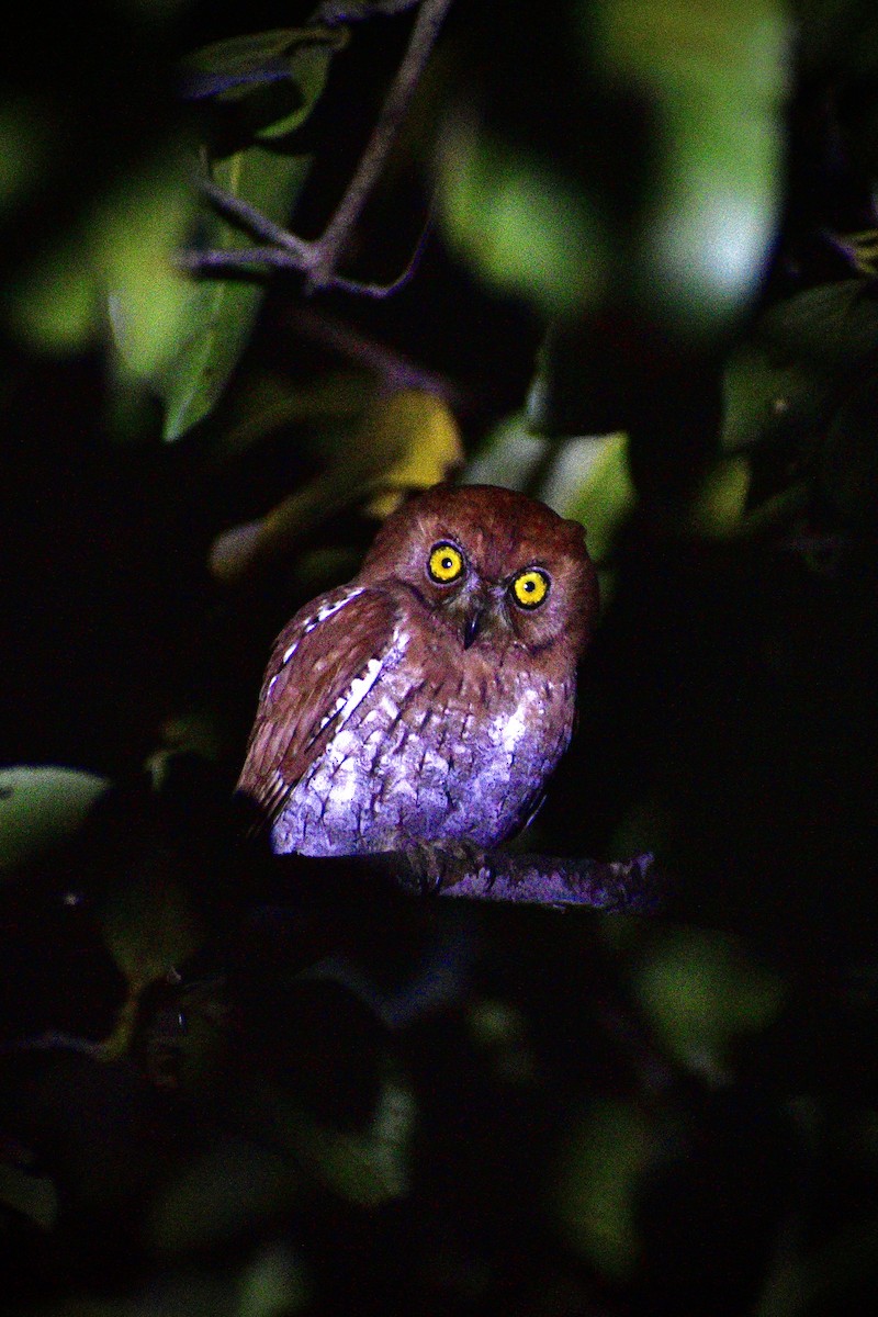 Oriental Scops-Owl - ML646506904