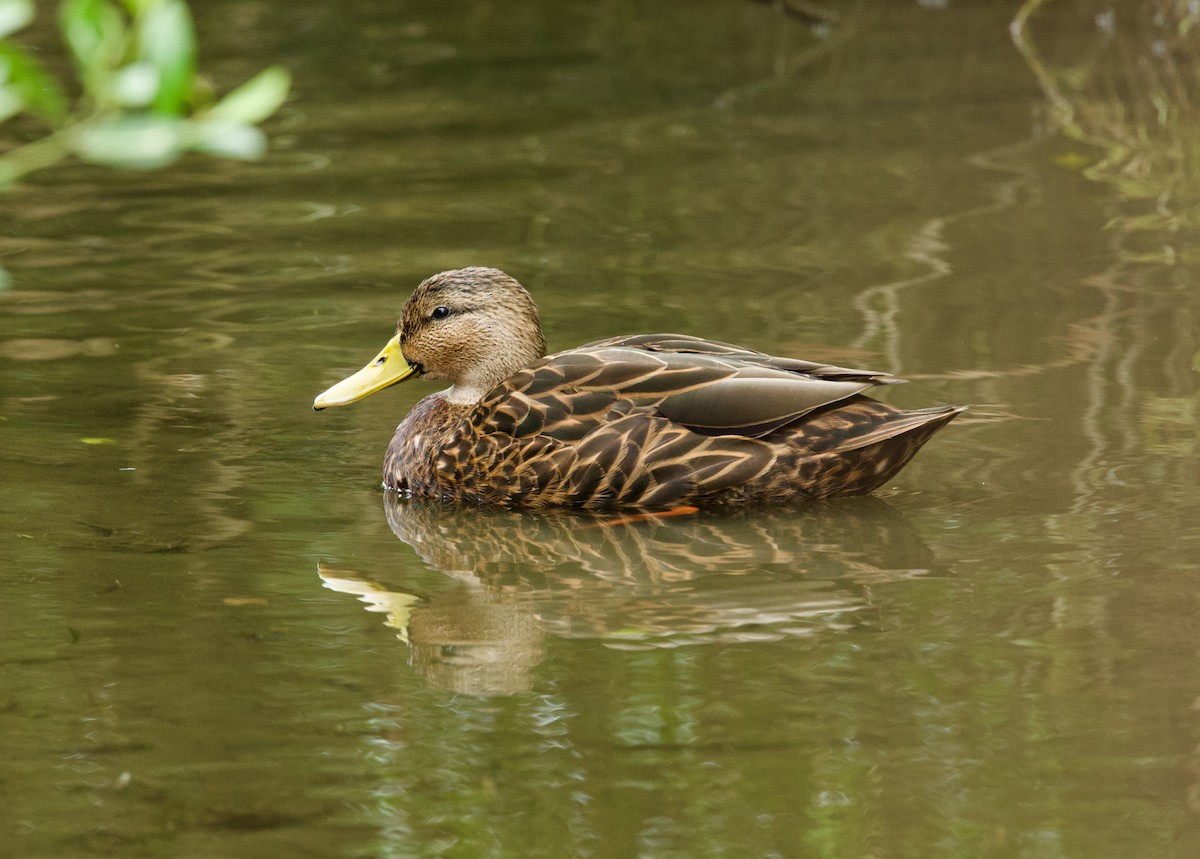 マダラガモ - ML646506905