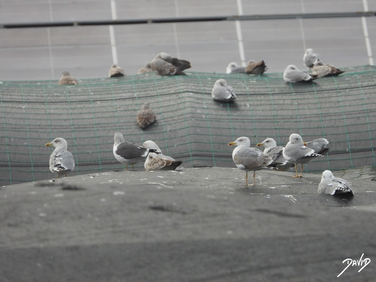 キアシセグロカモメ - ML646506906