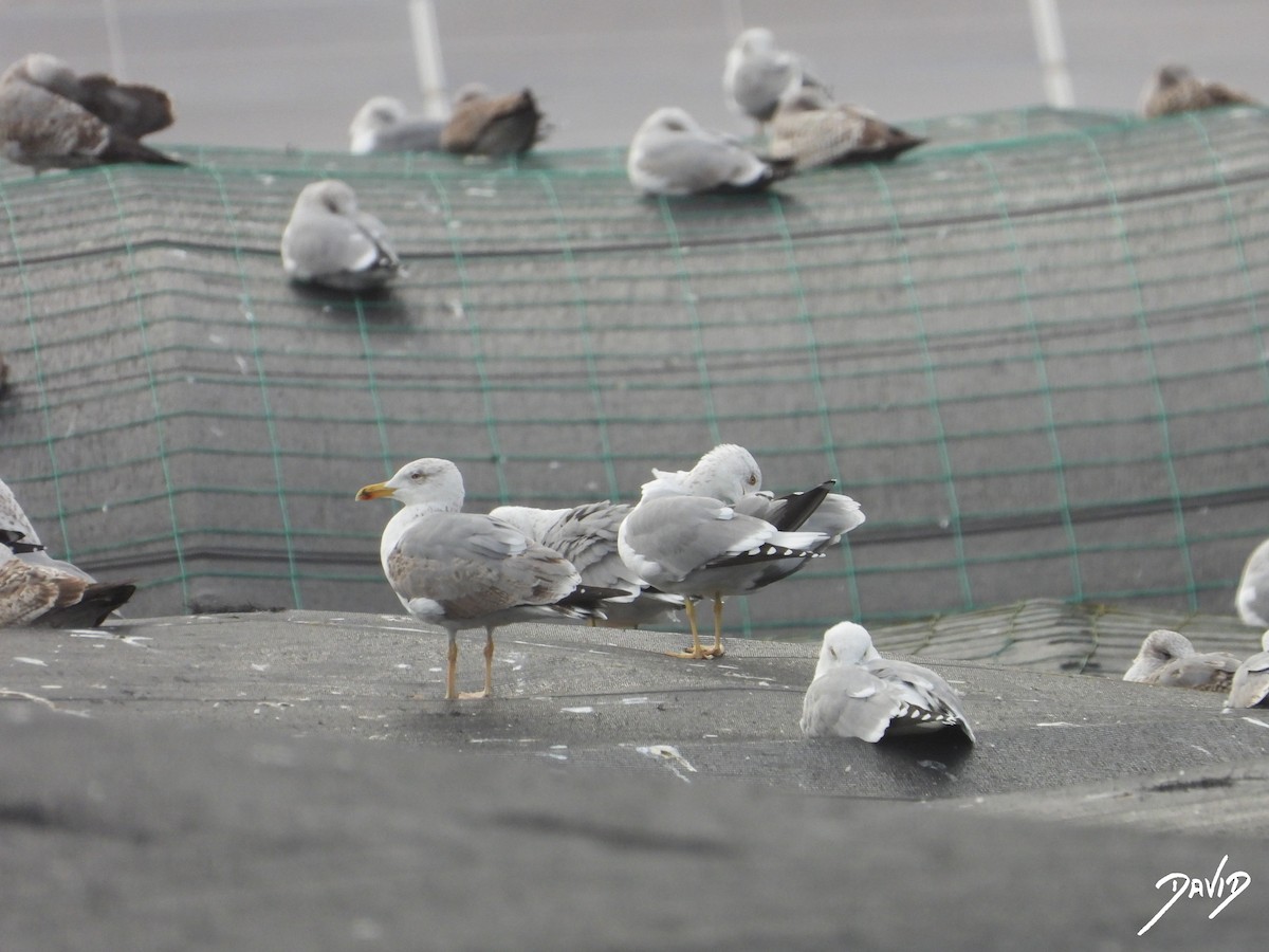 キアシセグロカモメ - ML646506907