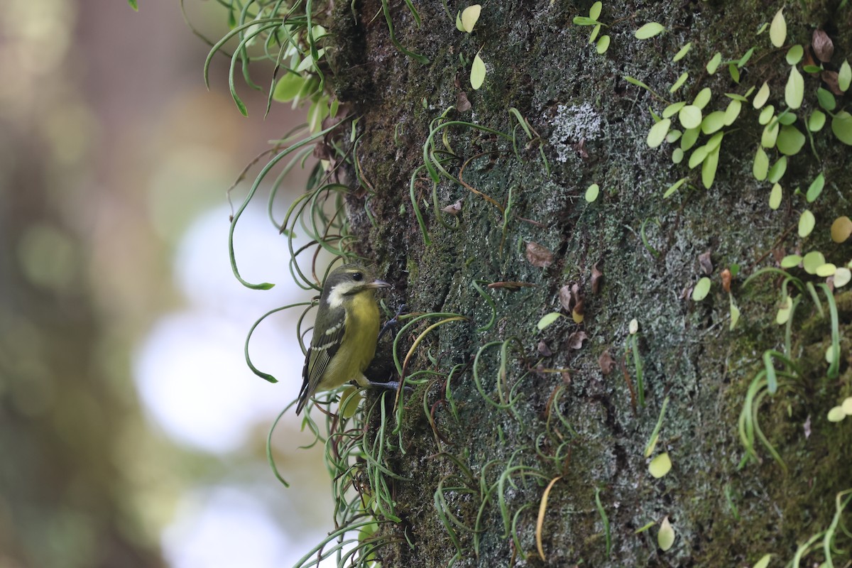 Yellow-bellied Tit - ML646506909