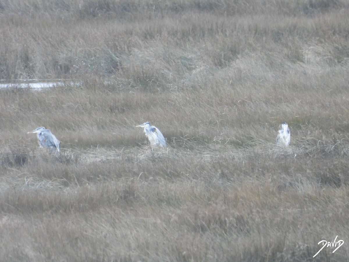 アオサギ - ML646506913