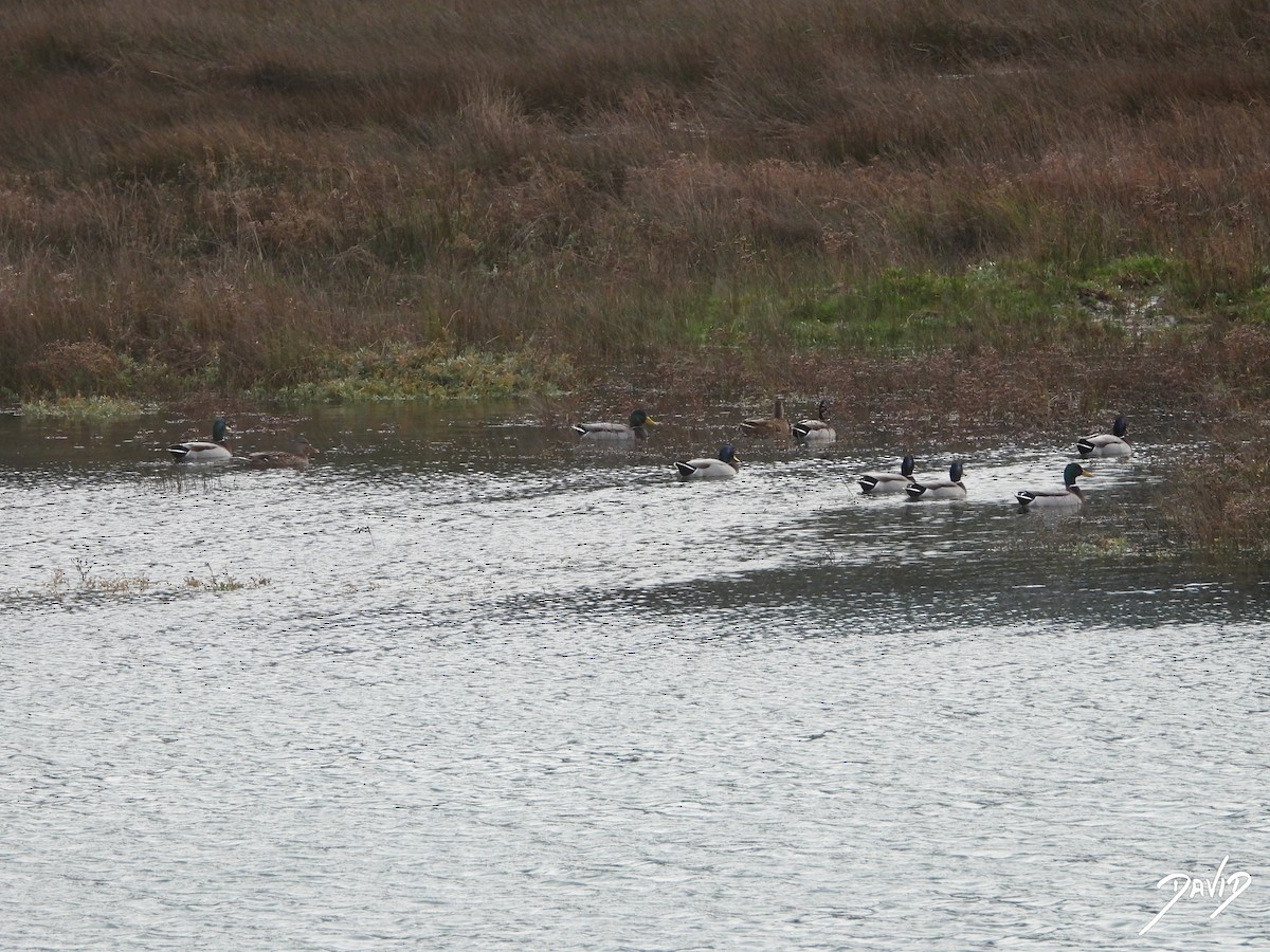 Mallard - ML646506915