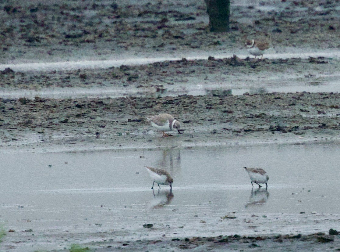 Islıkçı Cılıbıt - ML646506917