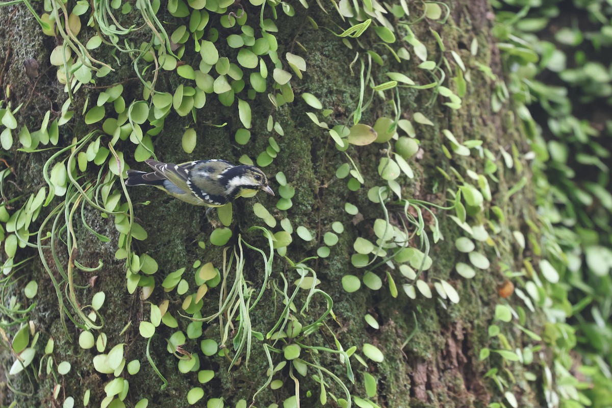 Yellow-bellied Tit - ML646506920