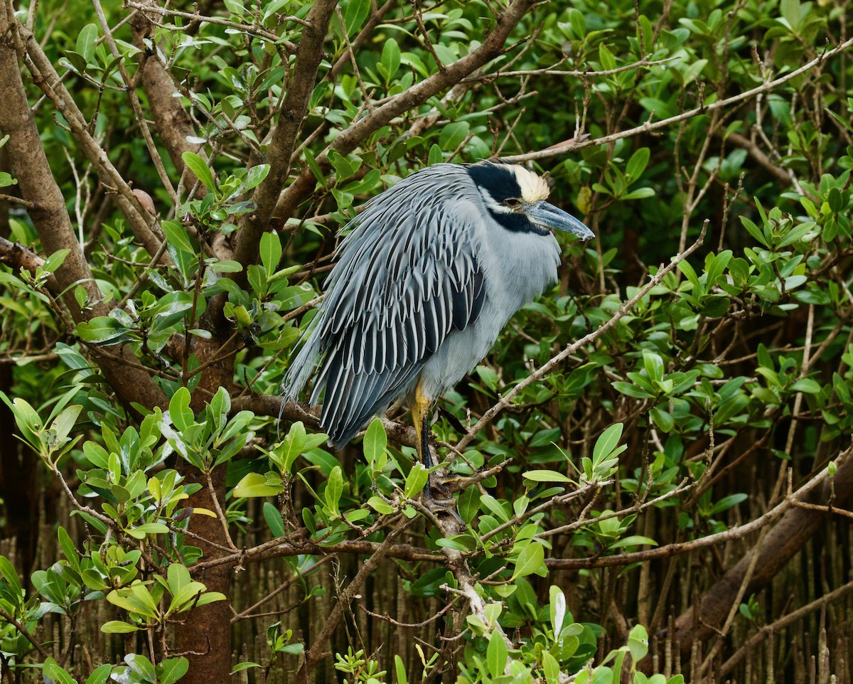 Sarı Tepeli Gece Balıkçılı - ML646506922