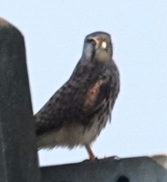 poštolka obecná - ML646506924