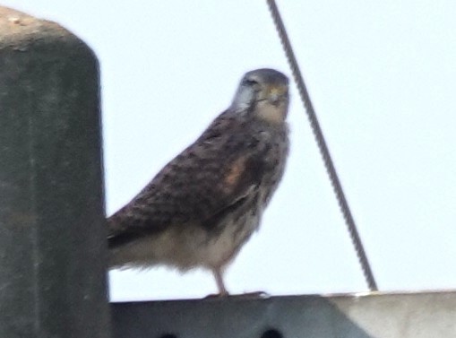 poštolka obecná - ML646506925