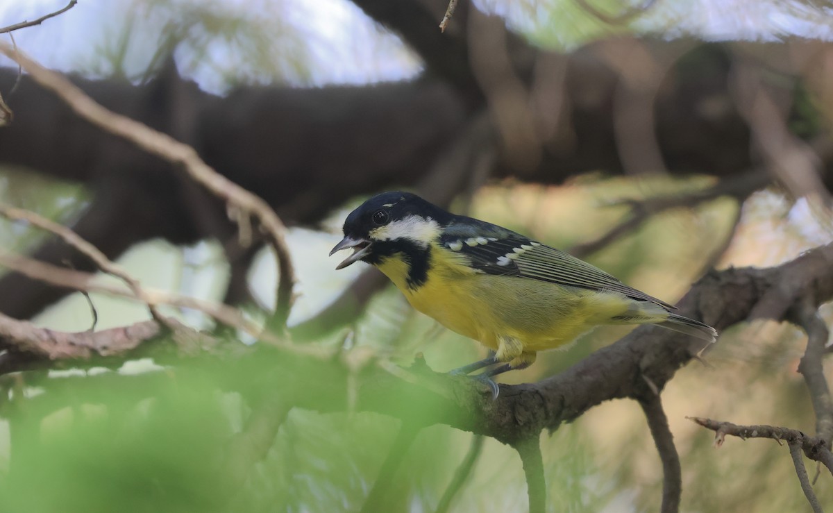 Yellow-bellied Tit - ML646506928