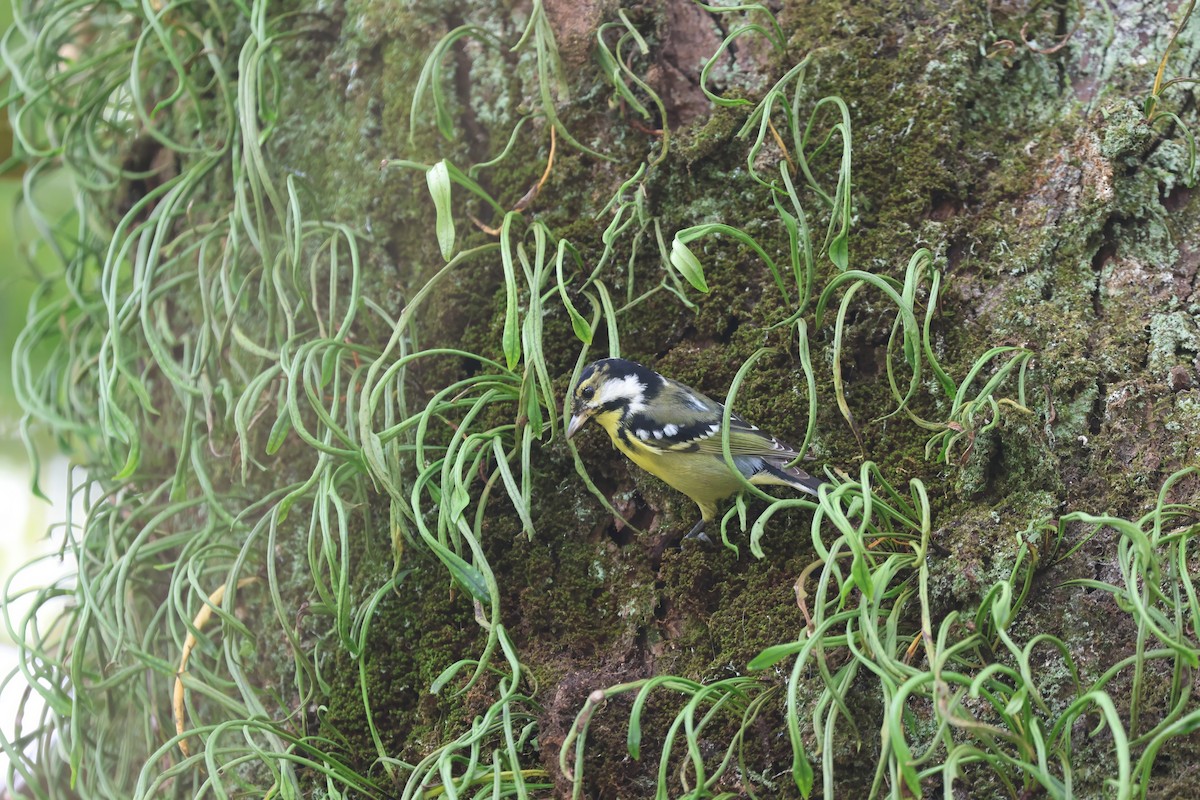 Yellow-bellied Tit - ML646506932