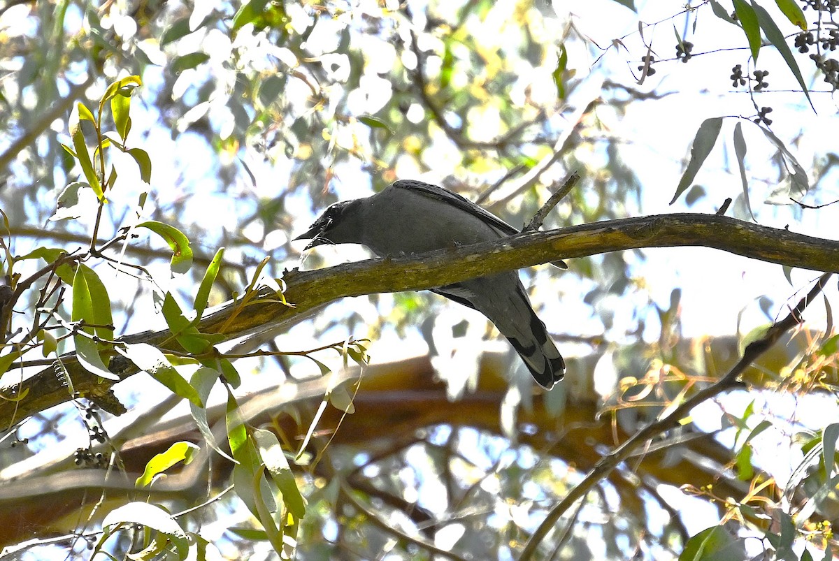 Sahul Cicadabird - ML646506936