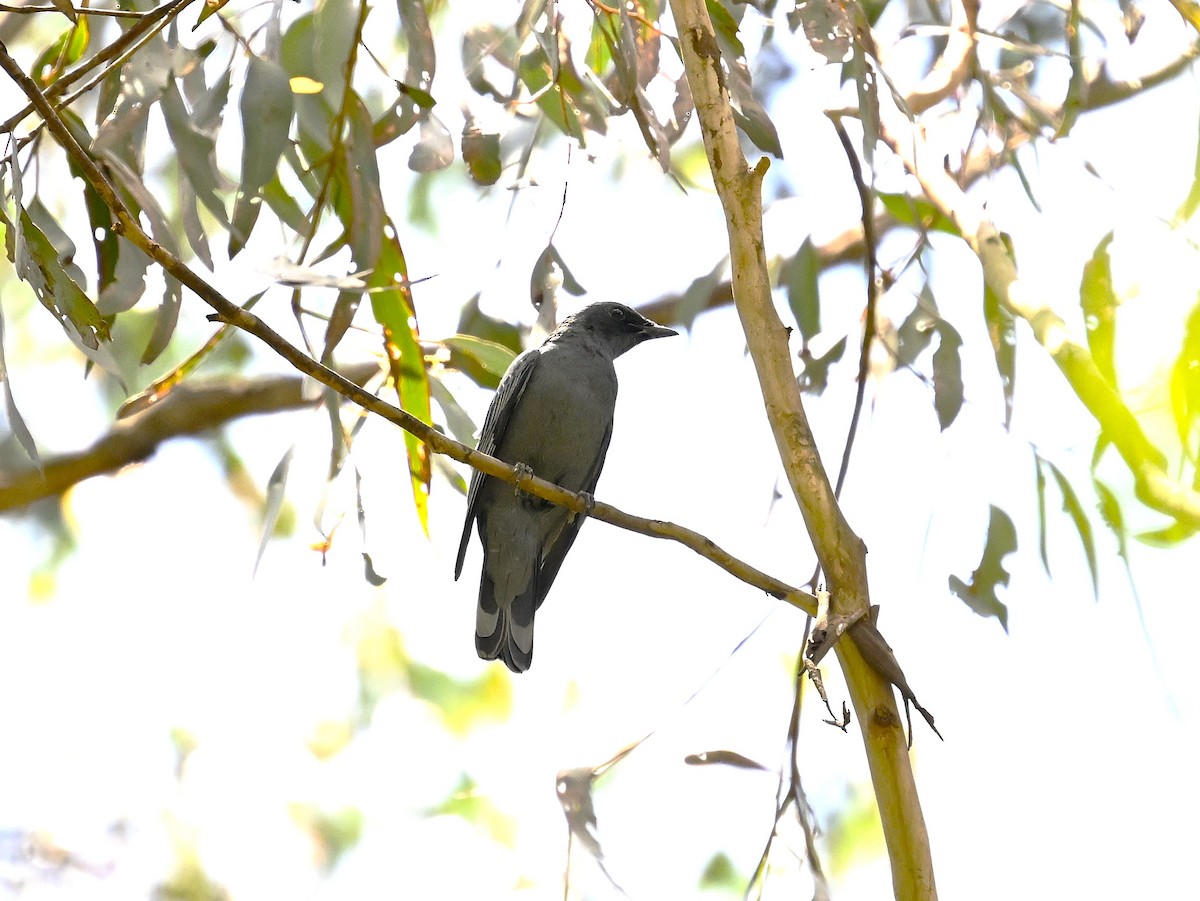 Sahul Cicadabird - ML646506939