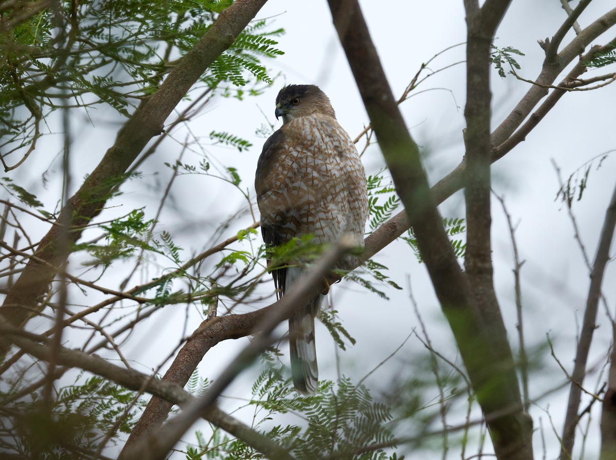 Cooper's Hawk - ML646506940