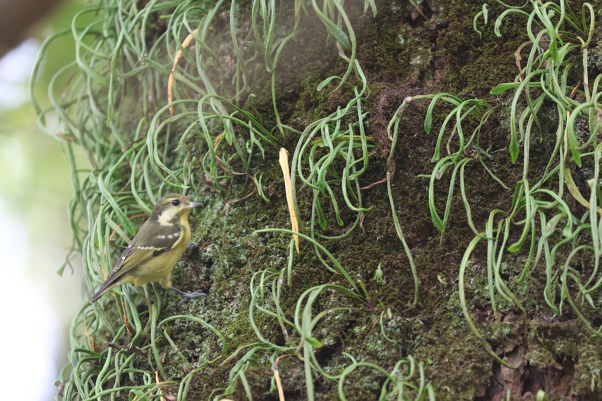 Yellow-bellied Tit - ML646506942