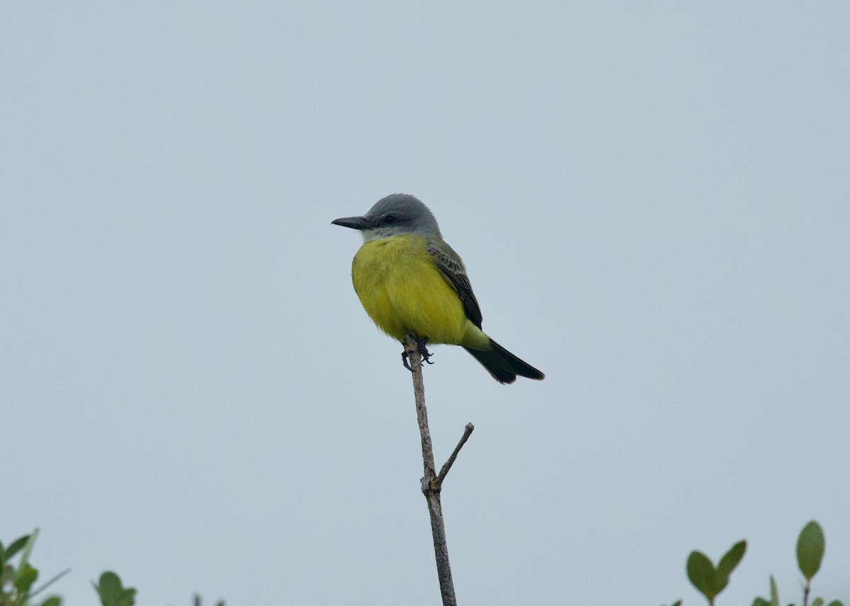 Tropical Kingbird - ML646506943