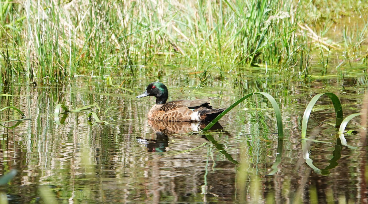 Каштановый чирок - ML646506944