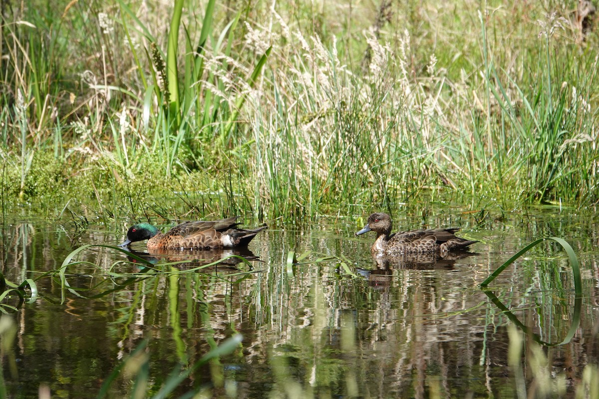 Каштановый чирок - ML646506945