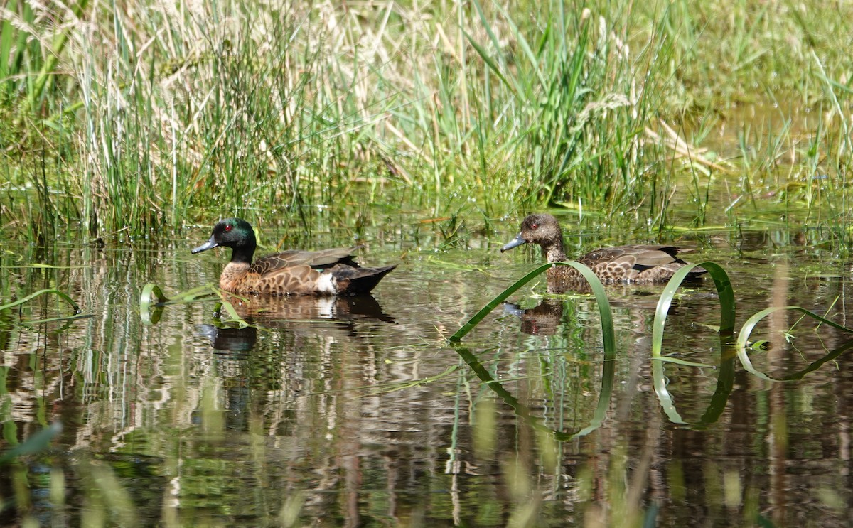 Каштановый чирок - ML646506946