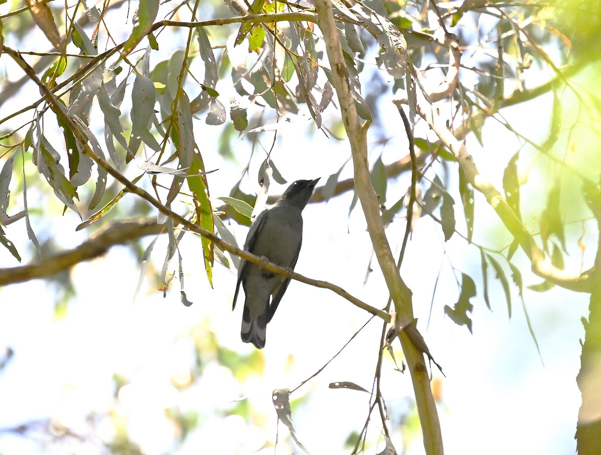 Sahul Cicadabird - ML646506947