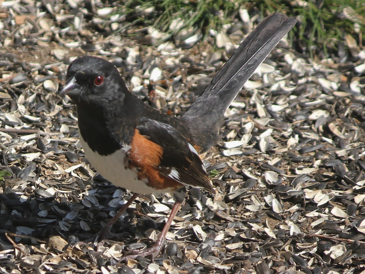 טואי אדום-עין - ML646506948