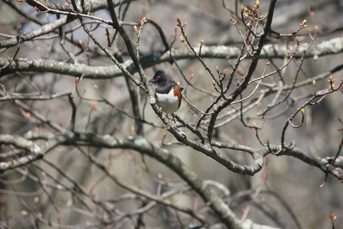 טואי אדום-עין - ML646506949