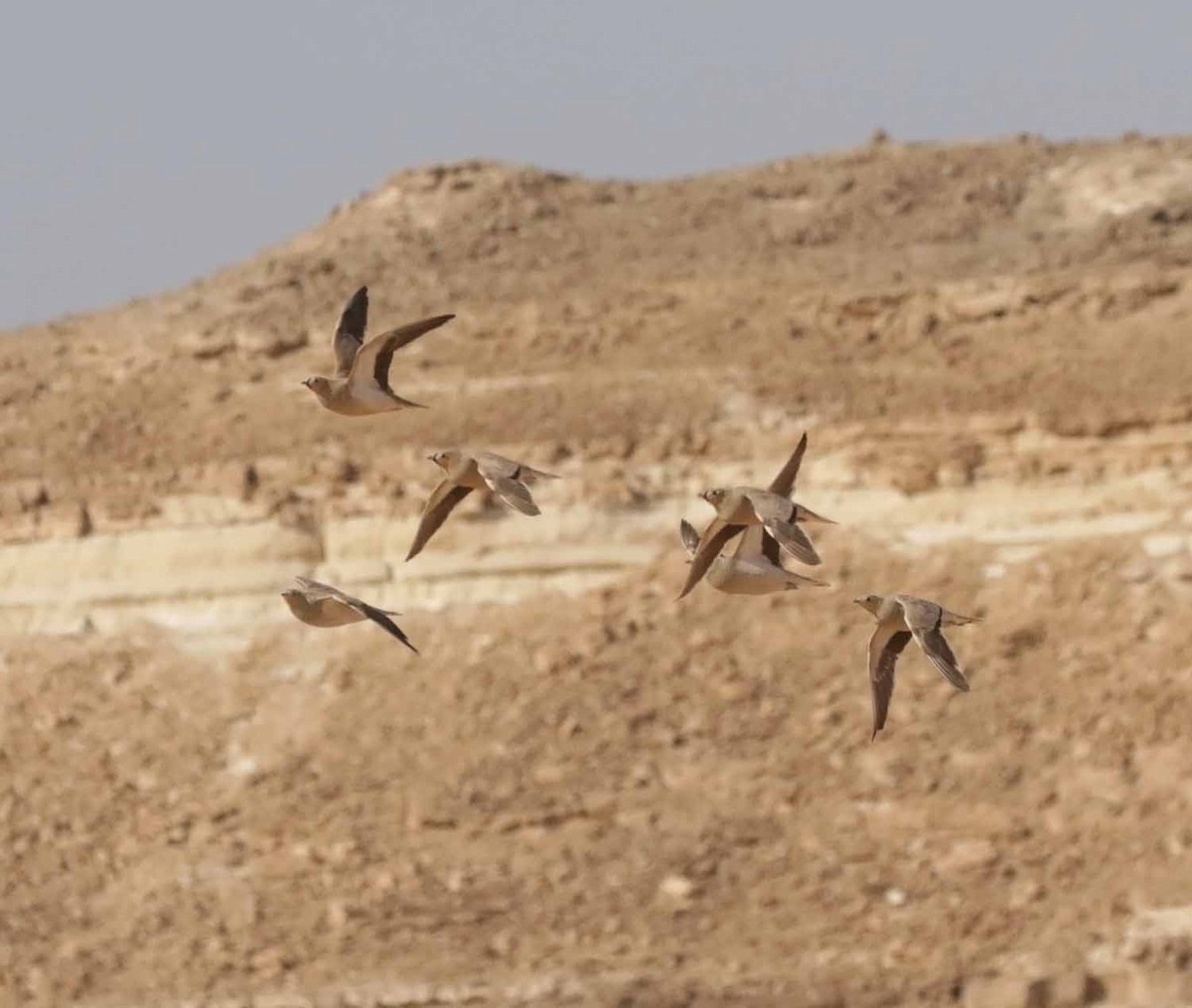 קטת כתר - ML646506950