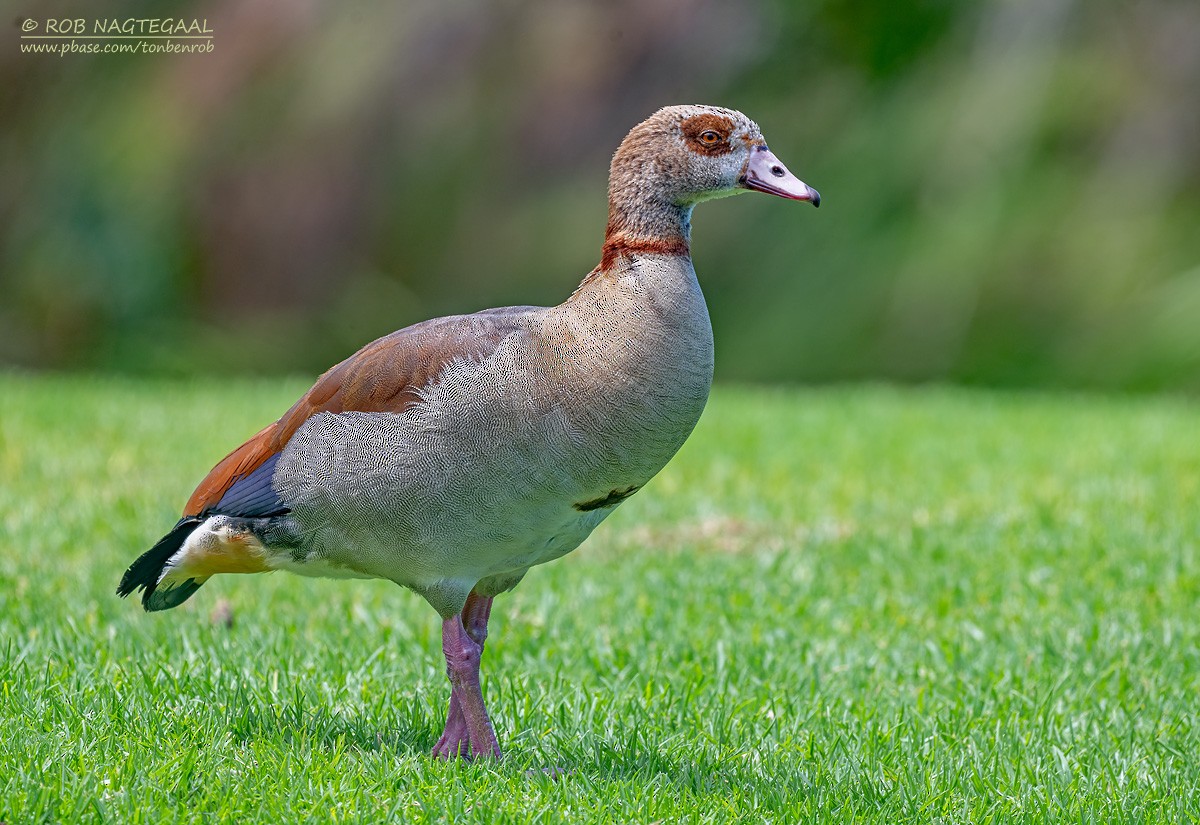 Ouette d'Égypte - ML646506952