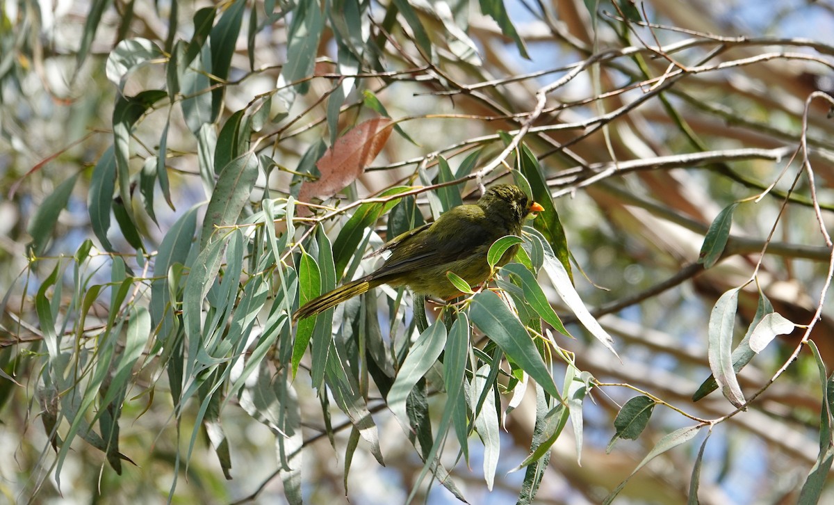 Манорина-колокольчик - ML646506954