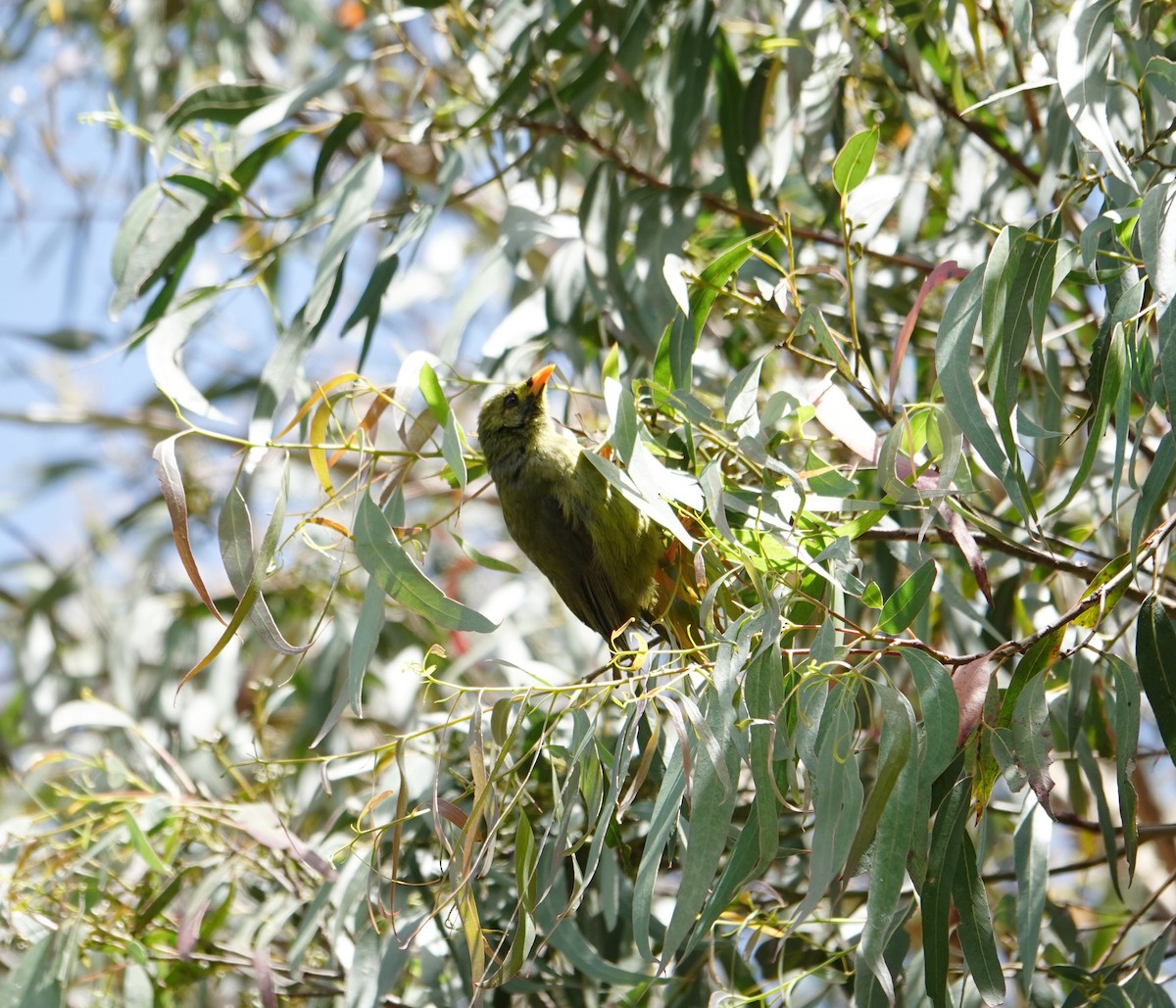 Манорина-колокольчик - ML646506955