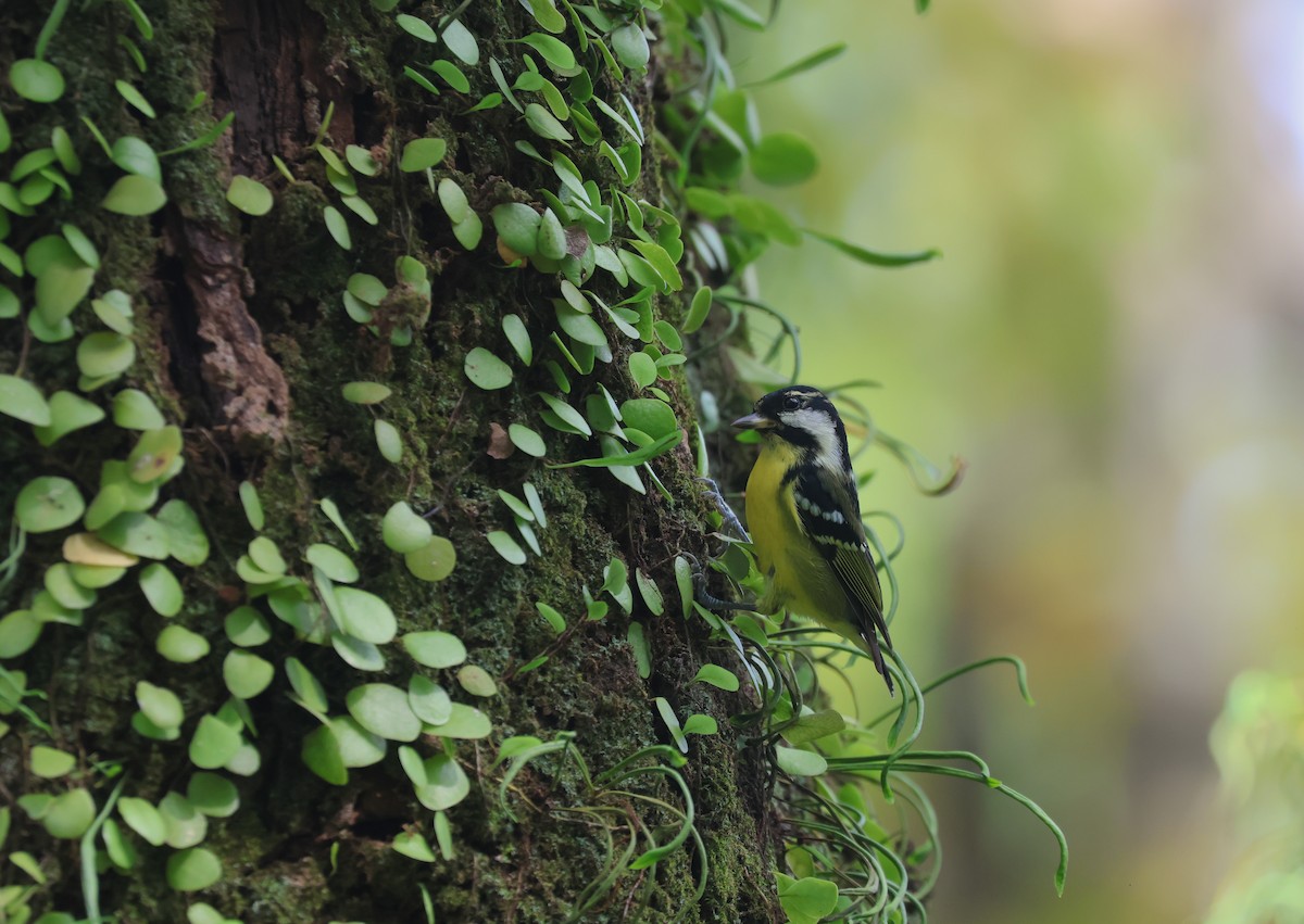Yellow-bellied Tit - ML646506956